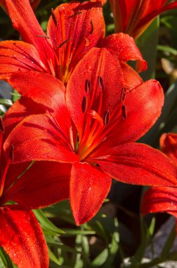 Güneybatı Virginia, ABD 'de bir bahçede çiçek açan altın bantlı zambakların dikey hali.