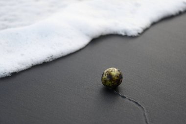 A seed on the sea shore is facing to the wave. An artistic scene