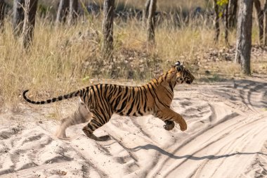 Genç bir kaplan Hindistan 'da ormanda bir avın peşinden koşuyor, Madhya Pradesh.