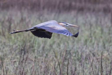 A beautiful shot of a great heron bird flying over a green natural field