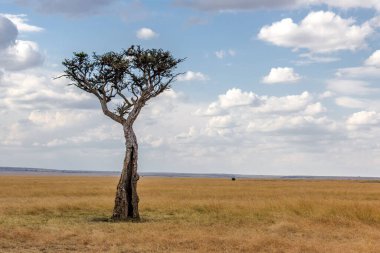 A lonely tree against a blue cloudy sky at Kruger National Park on a sunny day