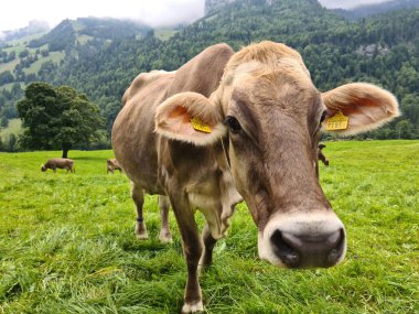 brown cow in the swiss mountains looking into the camera