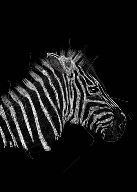 Siyah arka planda beyazlı bir zebranın 3 boyutlu çizimi.