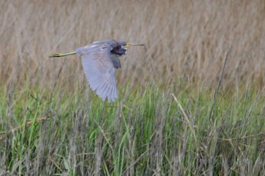 Uçan gri balıkçıl için seçici bir odak noktası.