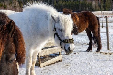 Karlı zeminde duran halatların manzarası.