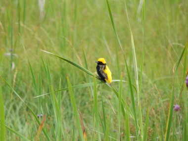 A selective of a yellow-crowned bishop on the grass