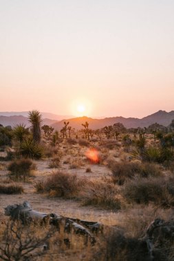 Gün batımında çölde güzel bir kaktüs manzarası.