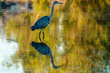 Yüzeyde yürüyen büyük mavi balıkçıl ve onun yansıması.