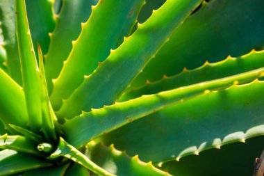 Güzel bir yeşil aloe vera bitkisi makrosu