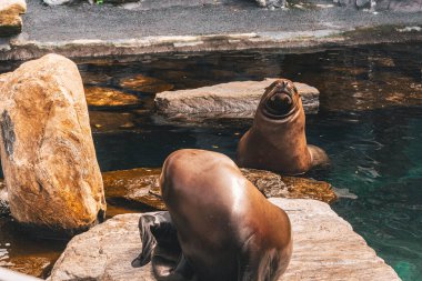 A closeup of two sea lions on the huge stones at the coast in the zoo