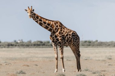 A closeup of a giraffe standing in a deserted landscape on a sunny day