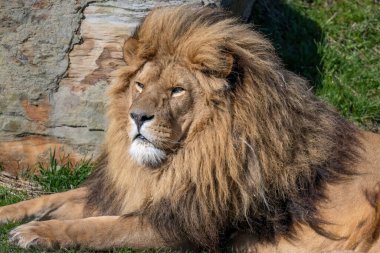 A closeup portrait of a lion lying in green grass in sunlight