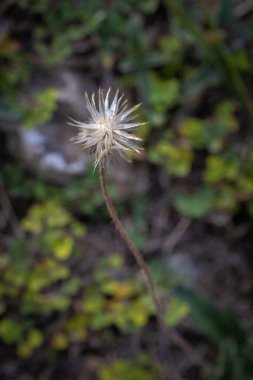 Trinidad 'daki Salybia Körfezi yakınlarında bir Tridax procumbens' in dikey yakın çekimi.