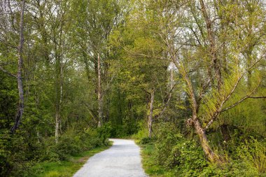 Yeşilliklerle çevrili güzel bir yol manzarası