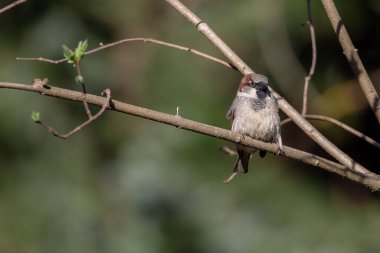 Ağaç dalına konmuş bir serçenin seçici odak noktası.