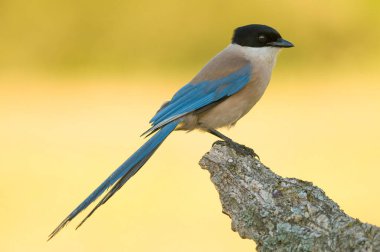Azur kanatlı bir saksağan bir tahta parçasına tünemiş.