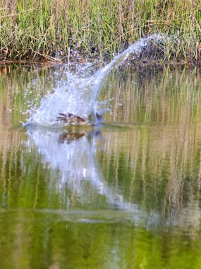 Su yüzeyine su sıçrayan bir kuşun güzel bir görüntüsü.