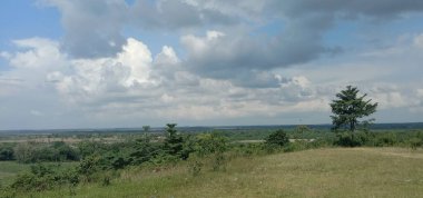 Bulutlu bir günde tarlada büyüyen ağaçların panoramik bir görüntüsü..