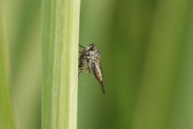 Ommatius böceğinin yeşil bulanık arkaplanlı bitki yaprağı üzerindeki sığ odağı