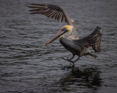 Bulanık bir arkaplanda denize inen bir pelikanın yakın plan çekimi.