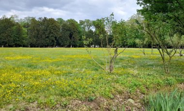 A beautiful view of a green field with yellow grass and green leaved trees against cloudy sky during daytime