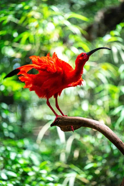 Kızıl Aynaklı Kuşun Dikey Görüntüsü — Stok fotoğraf