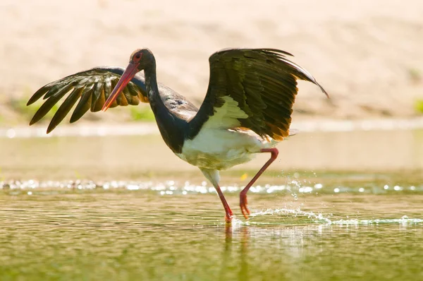 Foco Superficial Majestuoso Pájaro Cigüeña Lago — Foto de Stock