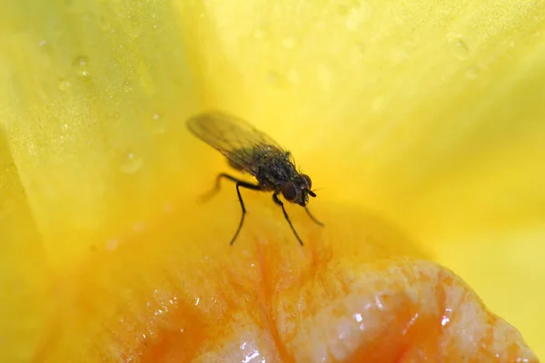 Nærbillede Hus Flyve Stående Jonquil Plante Sutte Nektar Have Dagslys - Stock-foto