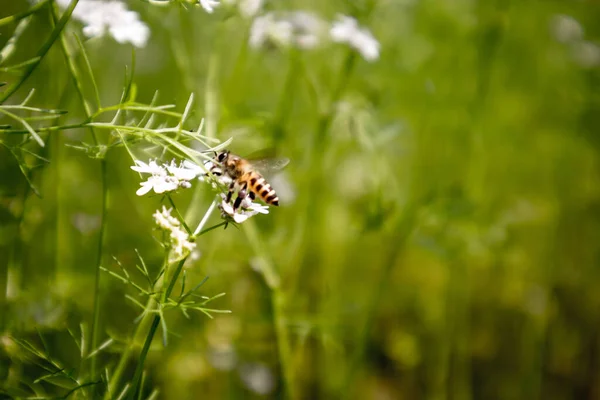 Bee Collecting Nectar Flower Coriander Scientific Name Coriander Coriandrum Sativum — Stock Photo, Image