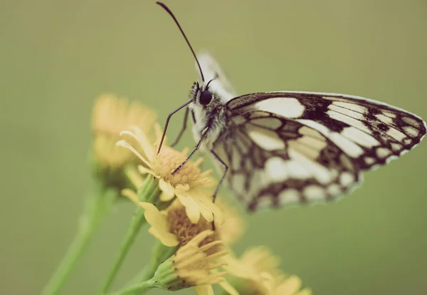 Close Shot Beautiful Marbled White Butterfly Flower Garden — Photo