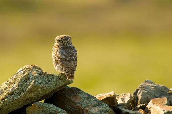 Selective Little Owl Athene Noctua Rocks — Stock Photo, Image