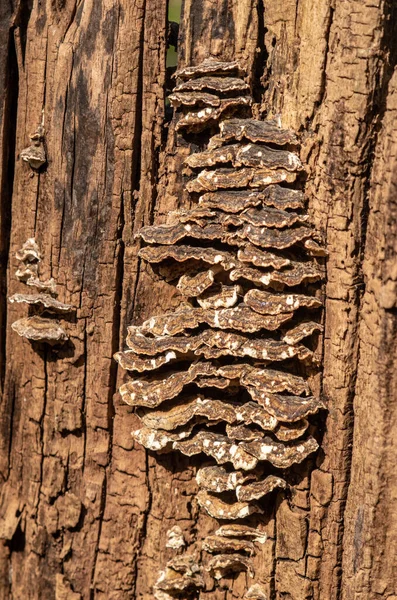 Vertical Closeup Lichens Tree Bark — Stock Photo, Image