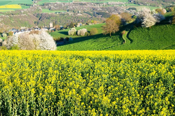 Paisagem Com Campo Raps Florescendo Amarelo Agricultura Primavera Campo Alemanha — Fotografia de Stock