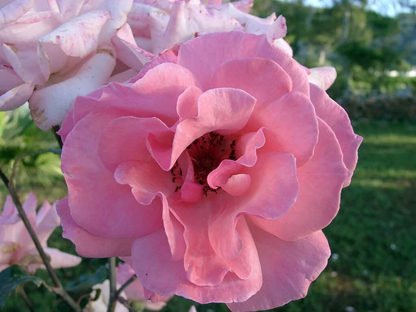Closeup Skud Blomstrende Pink Floribunda Rose Have - Stock-foto