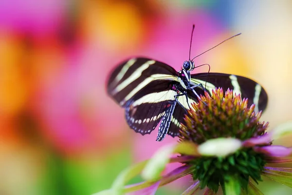 Closeup Heliconida Charitonia Butterfly Perched Echinacea Flower — Stock Photo, Image