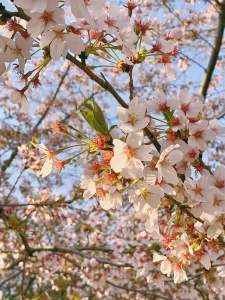 Een Lage Hoek Shot Van Een Prachtige Bloemen Florerend Boom — Stockfoto