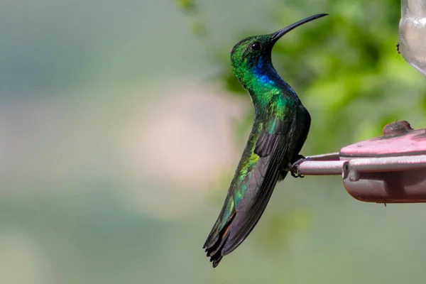 Urocza Zielono Piersiasta Koliber Naturalnym Środowisku — Zdjęcie stockowe