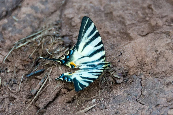 Прекрасний Метелик Iphiclides Podalirius Scarce Swallowtail Гора Ртандж Сербія — стокове фото