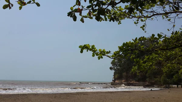 Rami Degli Alberi Alla Baia Deering — Foto Stock