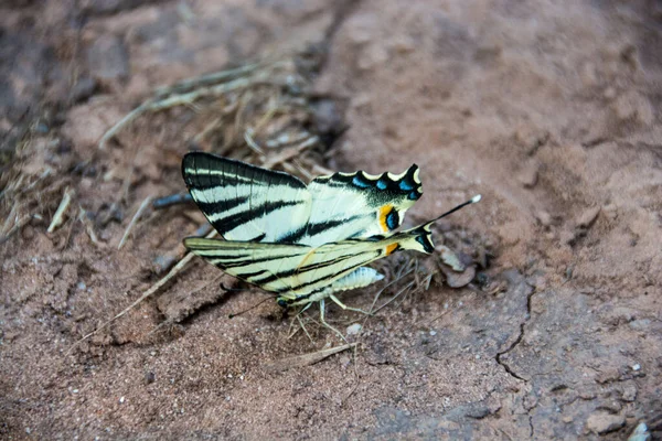 Прекрасний Метелик Iphiclides Podalirius Scarce Swallowtail Гора Ртандж Сербія — стокове фото