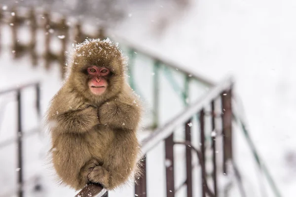 A closeup shot of a fluffy wild macaque monkey on a railing under snowfall