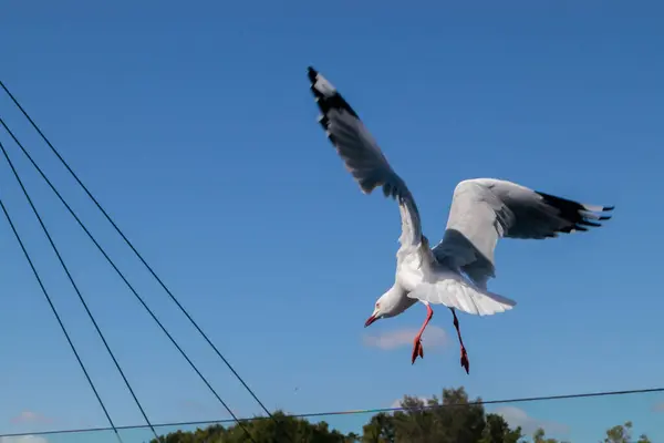 Seagull Flying Blue Sky Background — Stockfoto