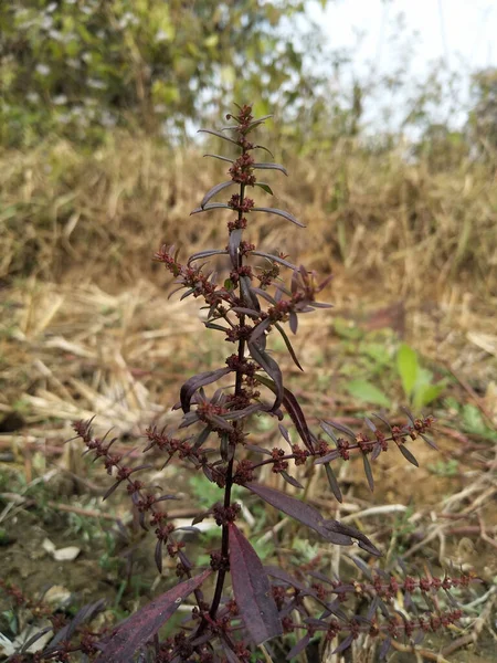 Ammannia Genus 100 Species Plants Often Referred Redstems Wet Areas — Stock Photo, Image