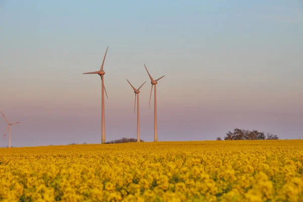 Low Angle Shot Wind Turbines Yellow Field — Stock Photo, Image
