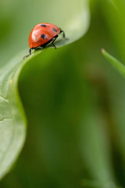Eine Nahaufnahme Eines Schönen Marienkäfers Einem Sonnigen Tag Gras Auf — Stockfoto