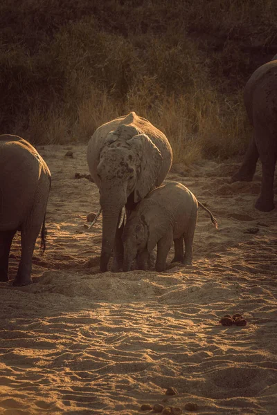 Vertical Shot Beautiful Family Elephants Game Reserve Africa — Stock Photo, Image