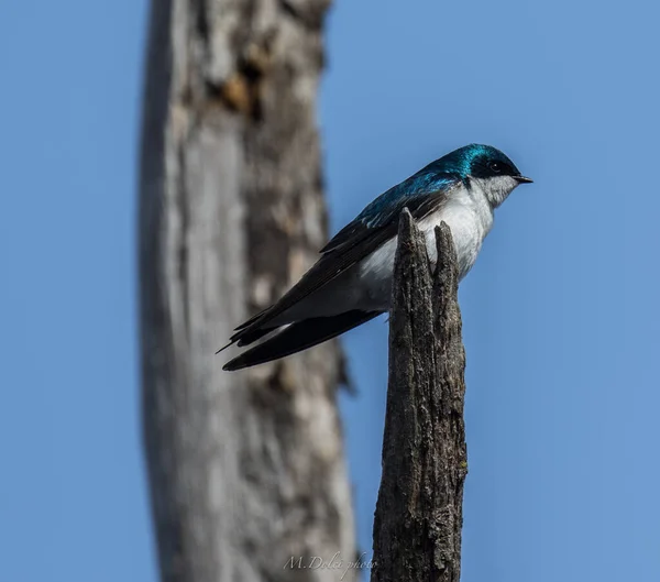 A swallow bird perched on a log