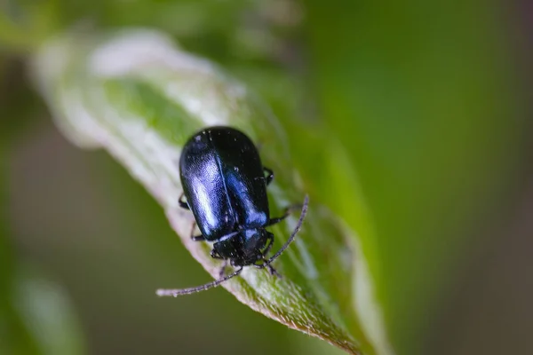 Closeup Shot Chrysolina Green Leaf — Stock Photo, Image