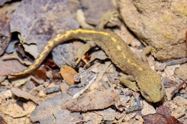 Pyrenean Brook Salamander Pyrenean Newt Calotriton Asper Nature River Catalonia — Stock Photo, Image