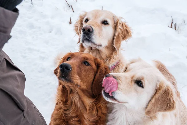3 Cute Golden Relievers obedience training, one licks her lips waiting for a treat.